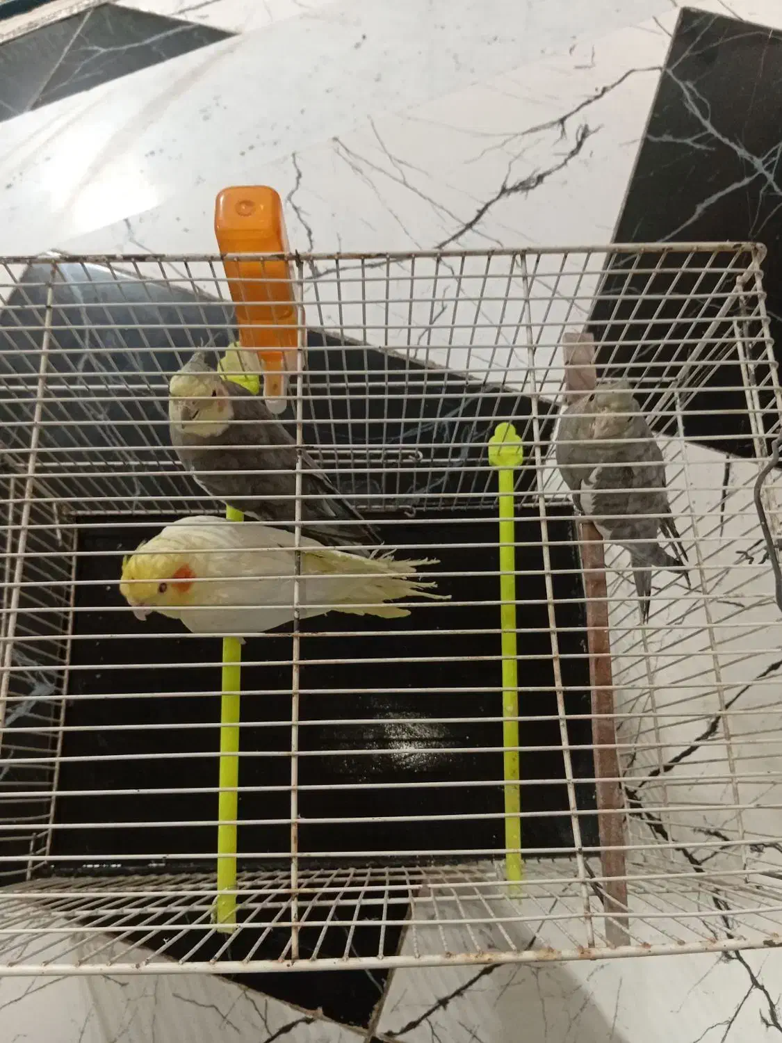 عروس هلندی با جوجه|پرنده|سرایان, |دیوار