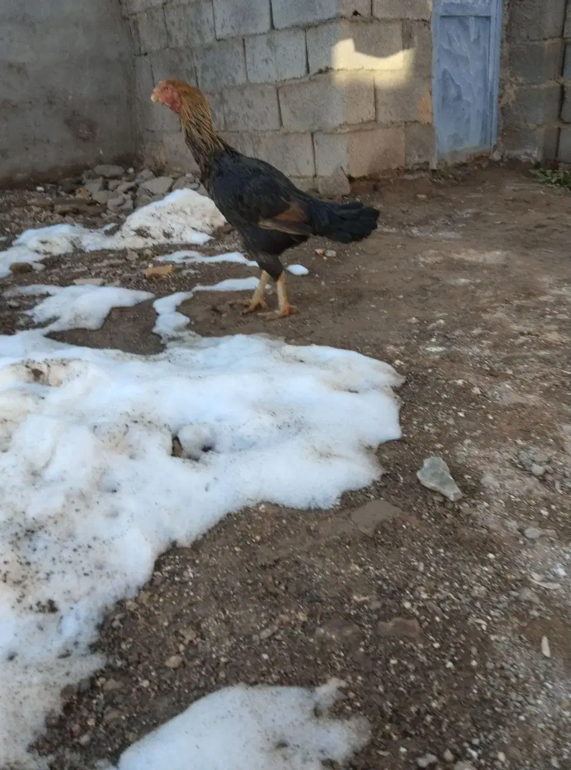 فروشی|حیوانات مزرعه|تایباد, |دیوار