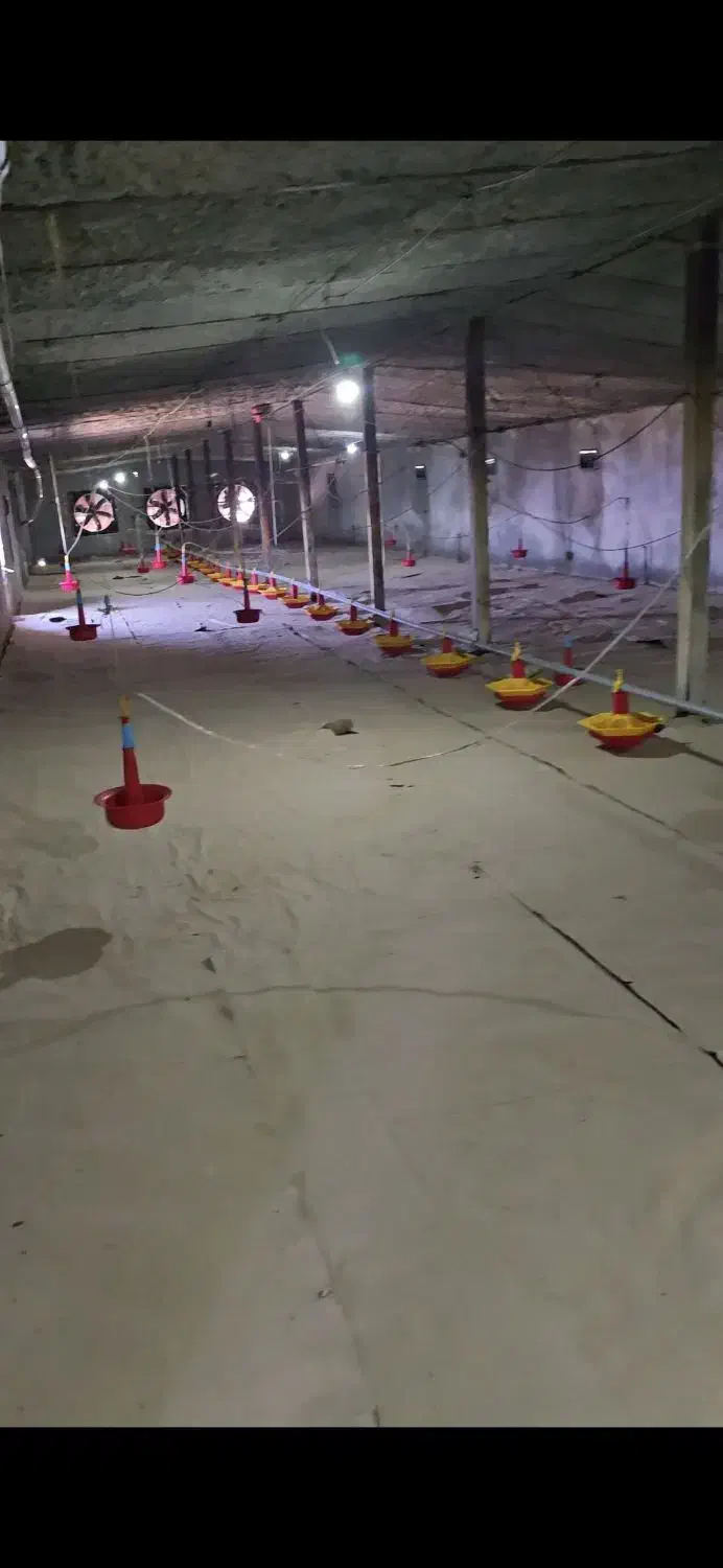 مزرعه پرورش بوقلمون واقع در استان البرز|فروش دفتر صنعتی، کشاورزی، تجاری|پلنگ آباد, |دیوار