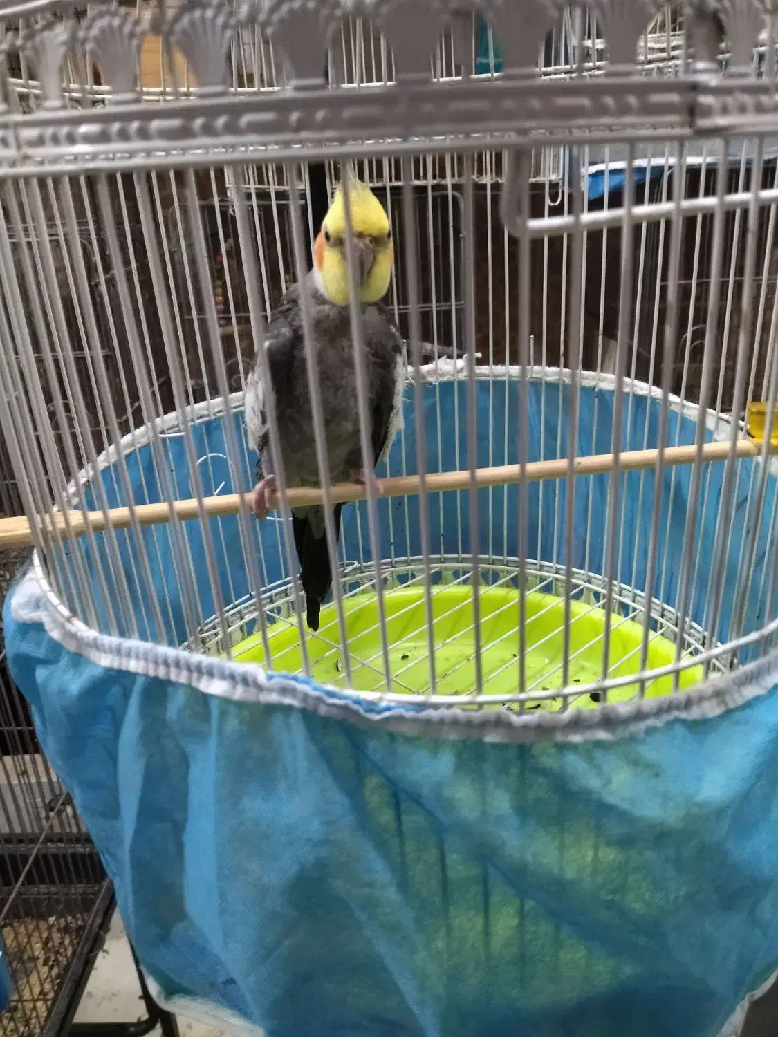 طوطی عروس هلندی سخنگو|پرنده|آمل, |دیوار