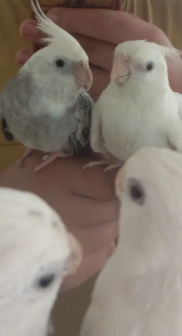 عروس هلندی جفت نر سخنگو|پرنده|اردبیل, |دیوار