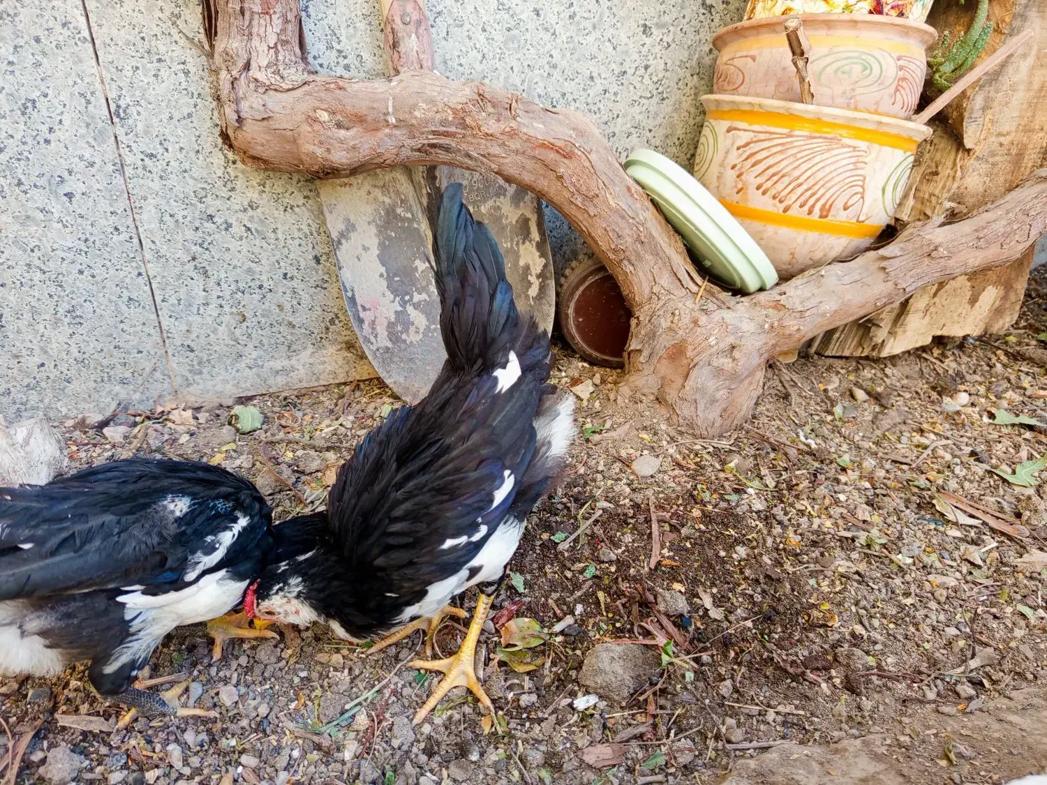 نیمچه خروس لری|حیوانات مزرعه|ابریشم, |دیوار