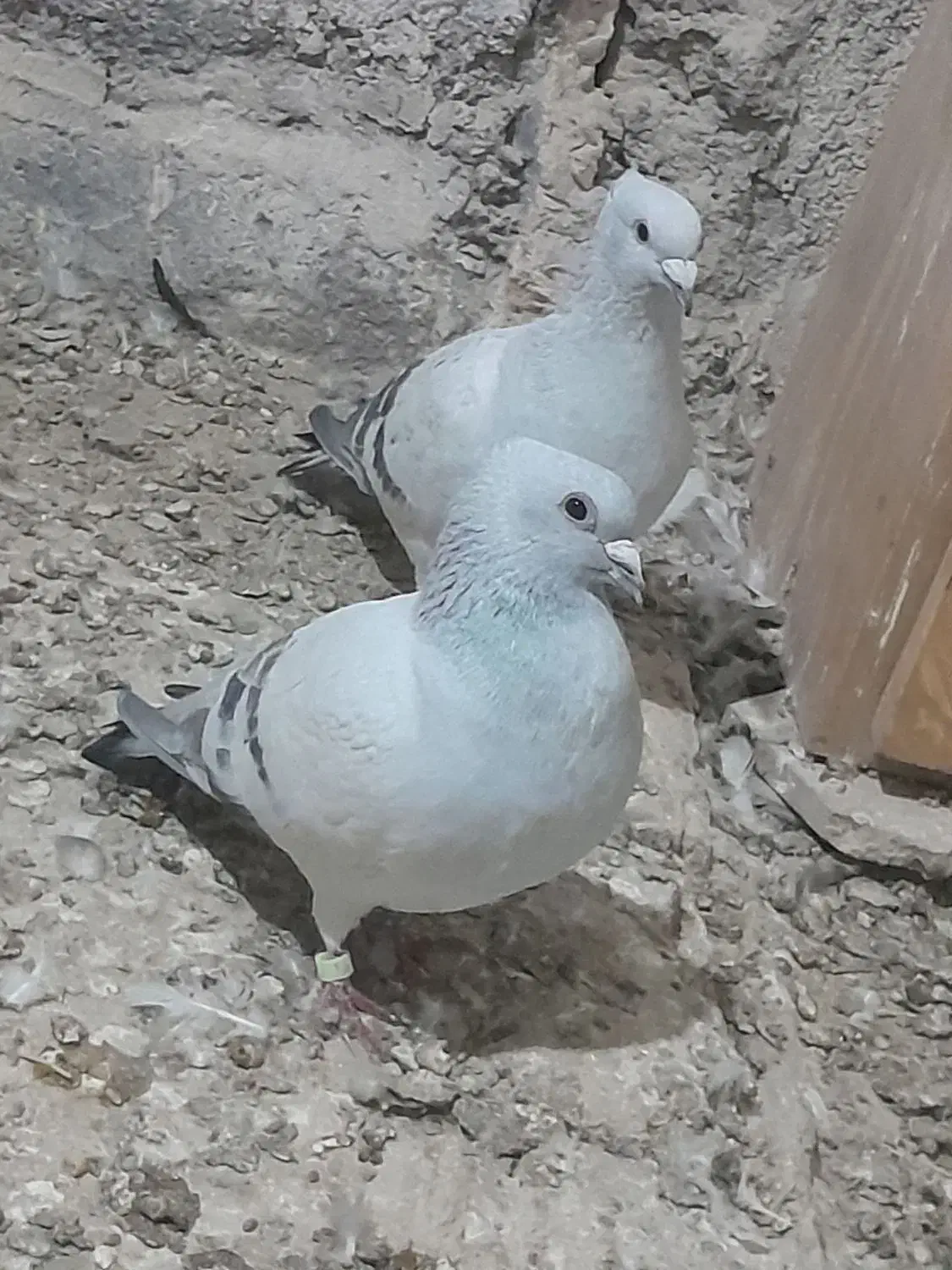 شامی کاکلی روشن و...|پرنده|قائن, |دیوار