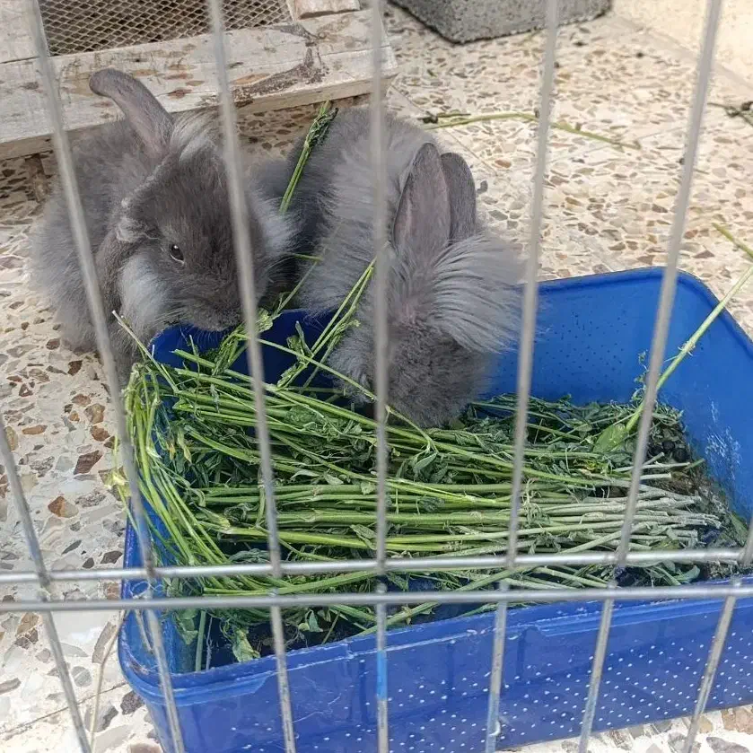 خرگوش لوپ پشمالو|موش و خرگوش|چابهار, |دیوار