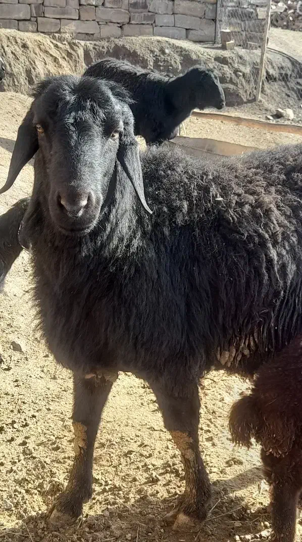 قوچ قره قزل|حیوانات مزرعه|طاغنکوه, |دیوار