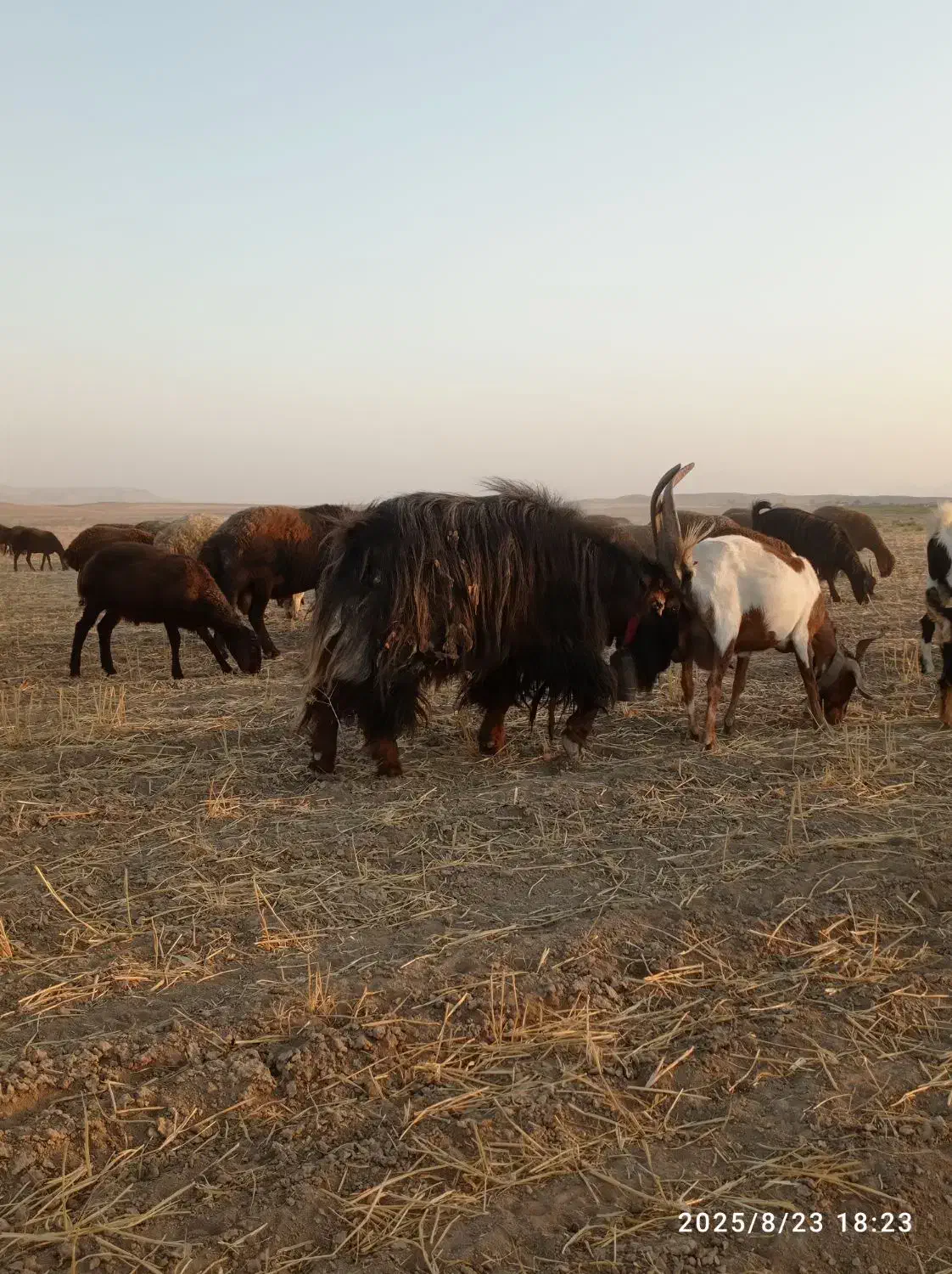 نر بز دوبور جلورو تخم دار|حیوانات مزرعه|فامنین, |دیوار