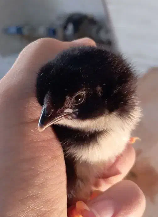 جوجه مرغ و خروس گلین لری اصیل چندروزه کیفیت بالا|حیوانات مزرعه|قم, نیروگاه|دیوار