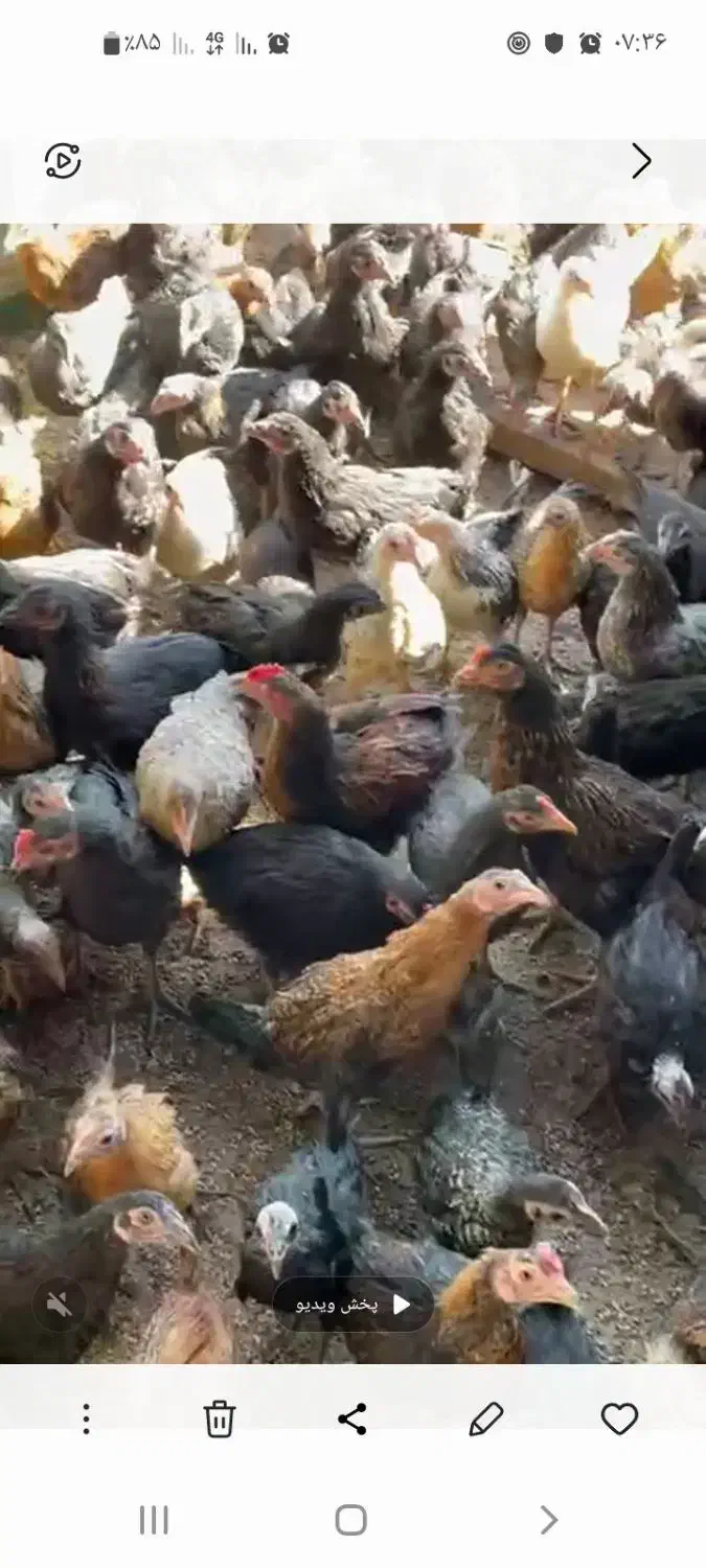 جوجه مرغ و خروس ۳ ماه گلپایگانی|حیوانات مزرعه|ساوه, |دیوار