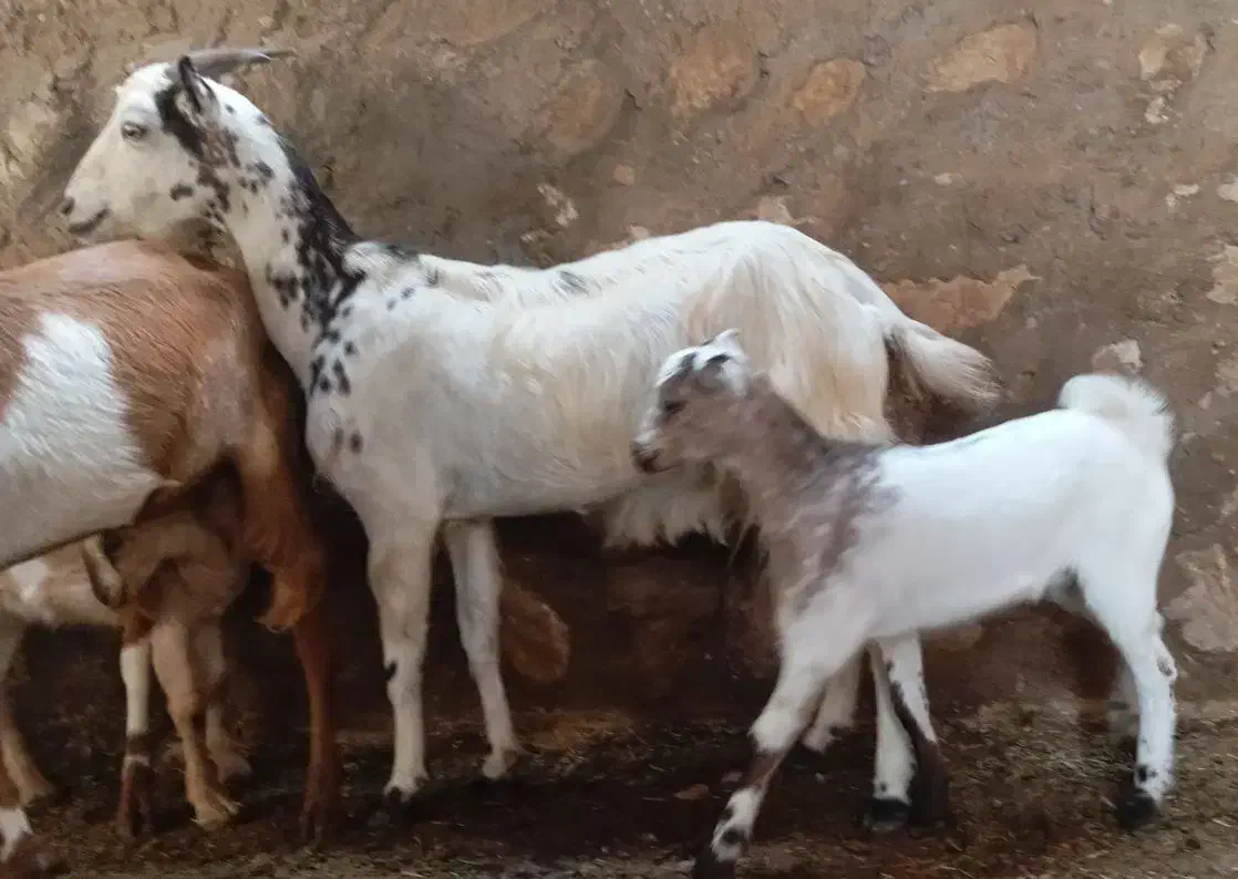 فروش دو تا بز یک کهری|حیوانات مزرعه|رویدر, |دیوار