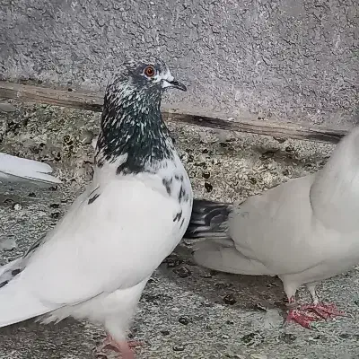 کبوتر|پرنده|مهران (ایلام), |دیوار