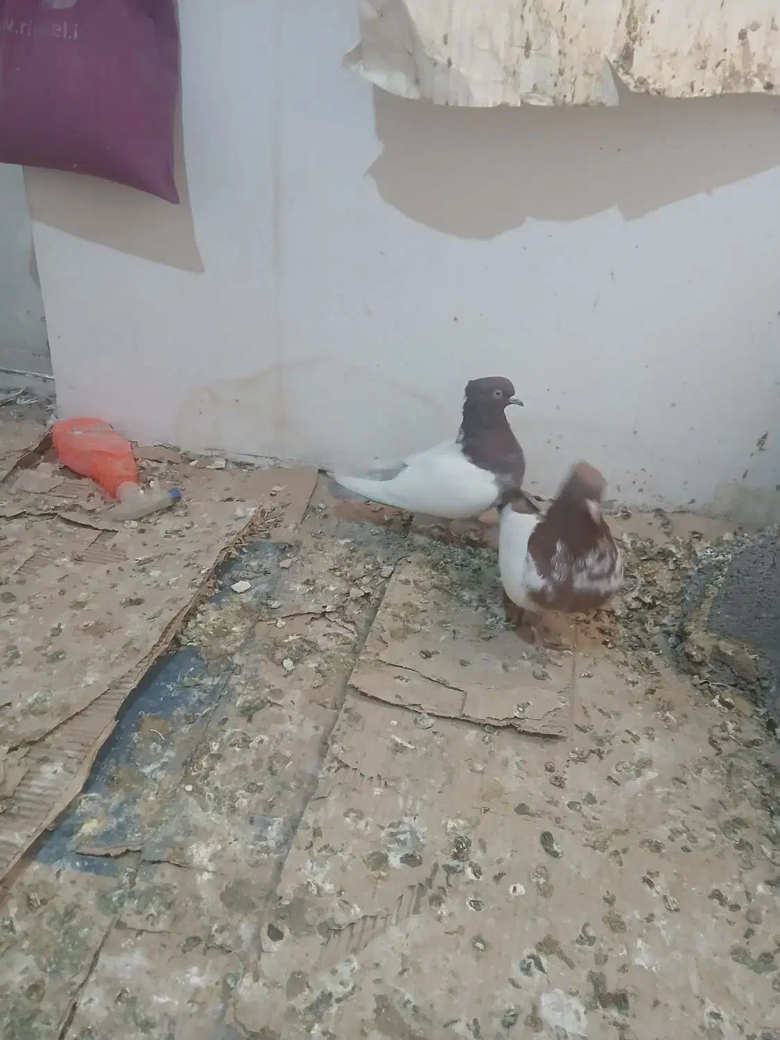 کفتر کله دارخوب|پرنده|شاهدشهر, |دیوار