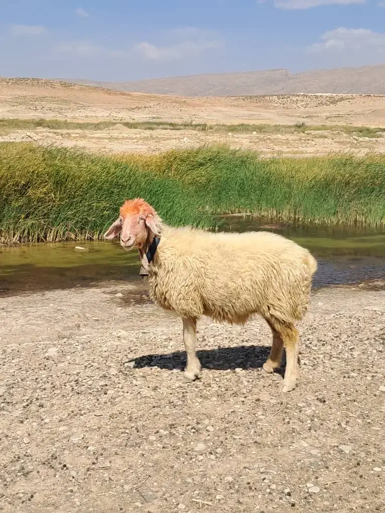 میش اصل ترکی|حیوانات مزرعه|شیراز, حومه شیراز|دیوار