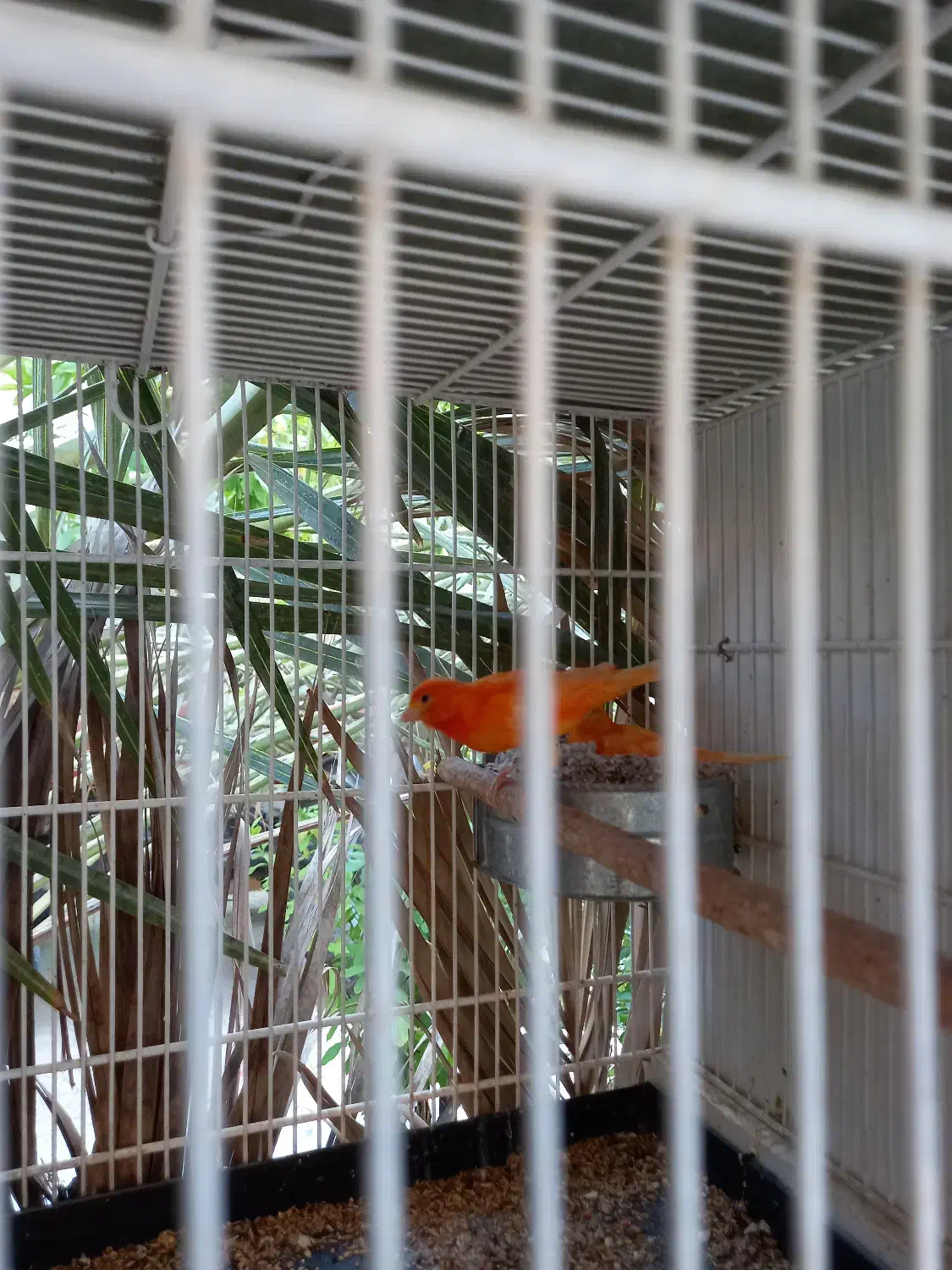 قناری.قناری لاکی .فروش سه جفت باهم|پرنده|اوز, |دیوار