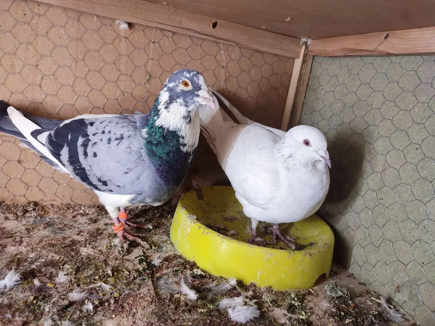 پلاکی زاجر مسافتی ،باهم جفتی800|پرنده|حمیدیا, |دیوار