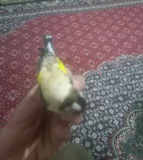 سهره رنگ روشن|پرنده|اصفهان, نقش جهان|دیوار