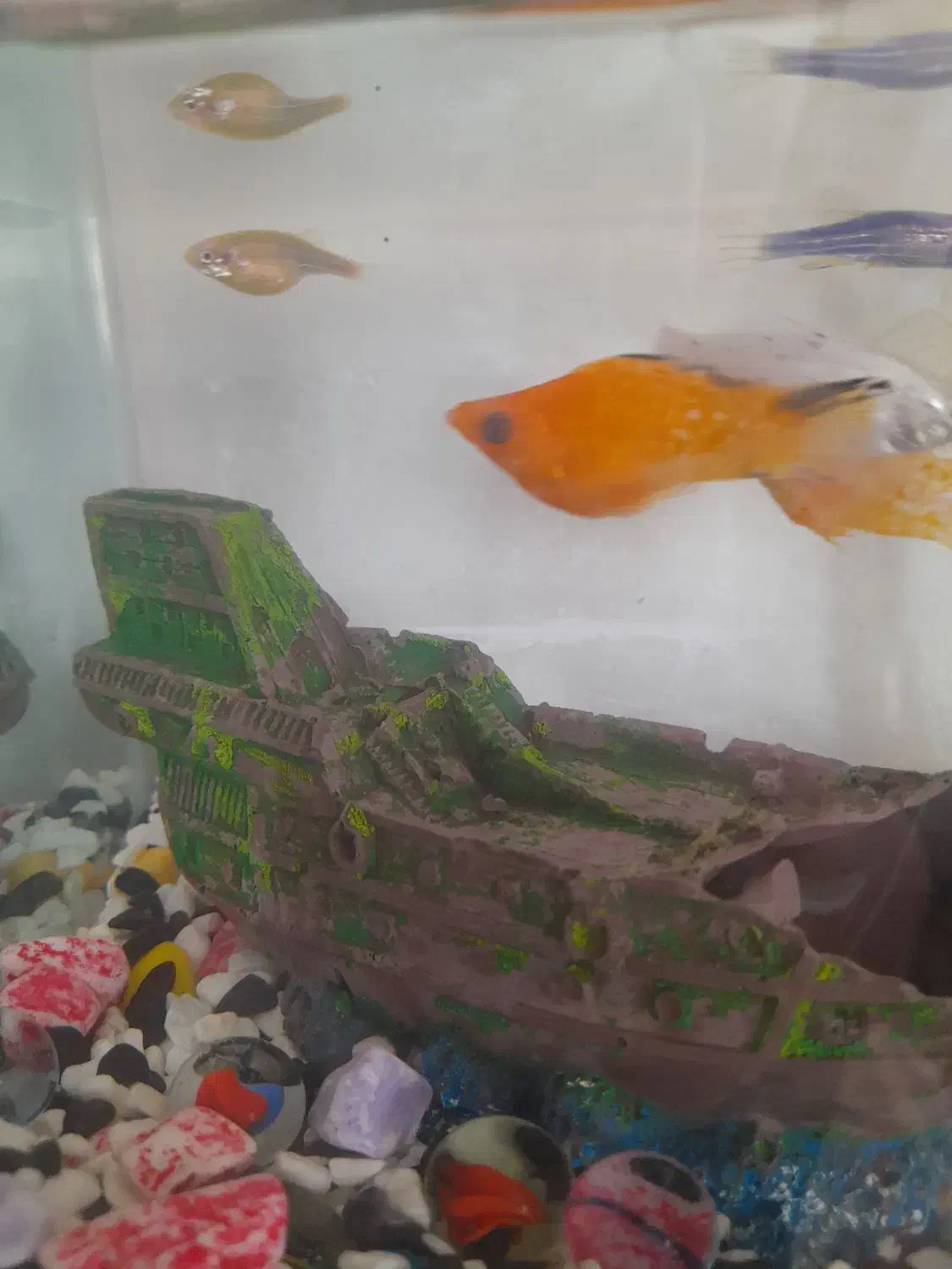 قبول واگذاری ماهی رایگان|ماهی|قم, منبع آب|دیوار