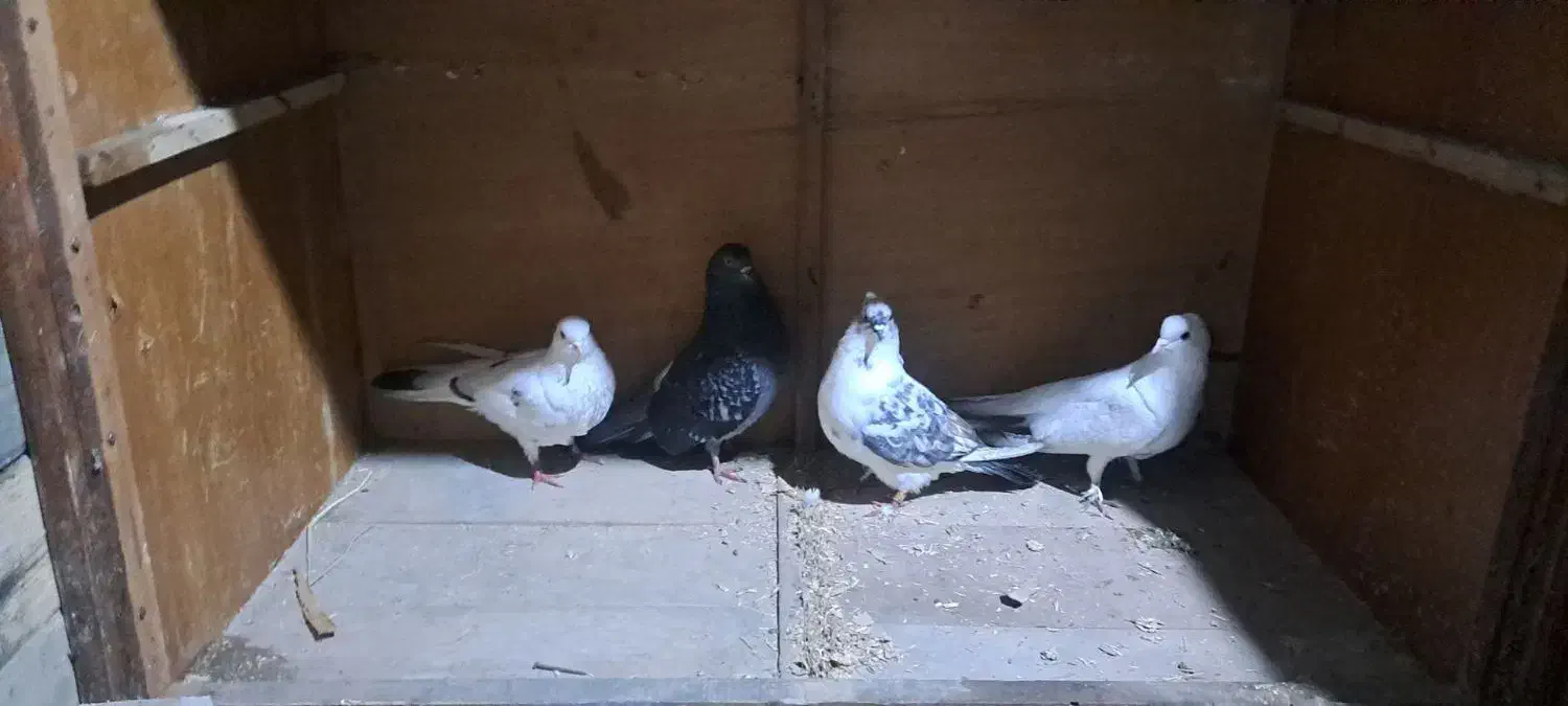 چند عدد کفتر پروازی|پرنده|اسالم, |دیوار