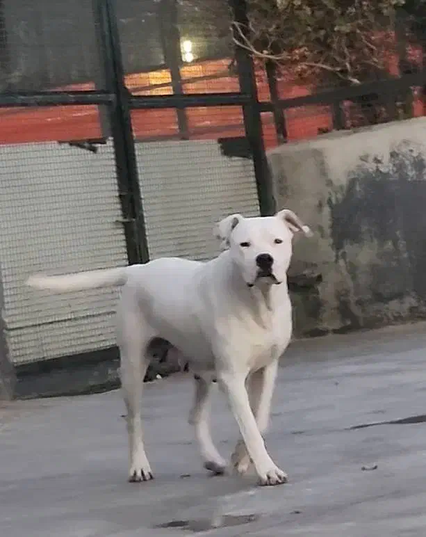 داگو آرژانتینو|سگ|بومهن, |دیوار