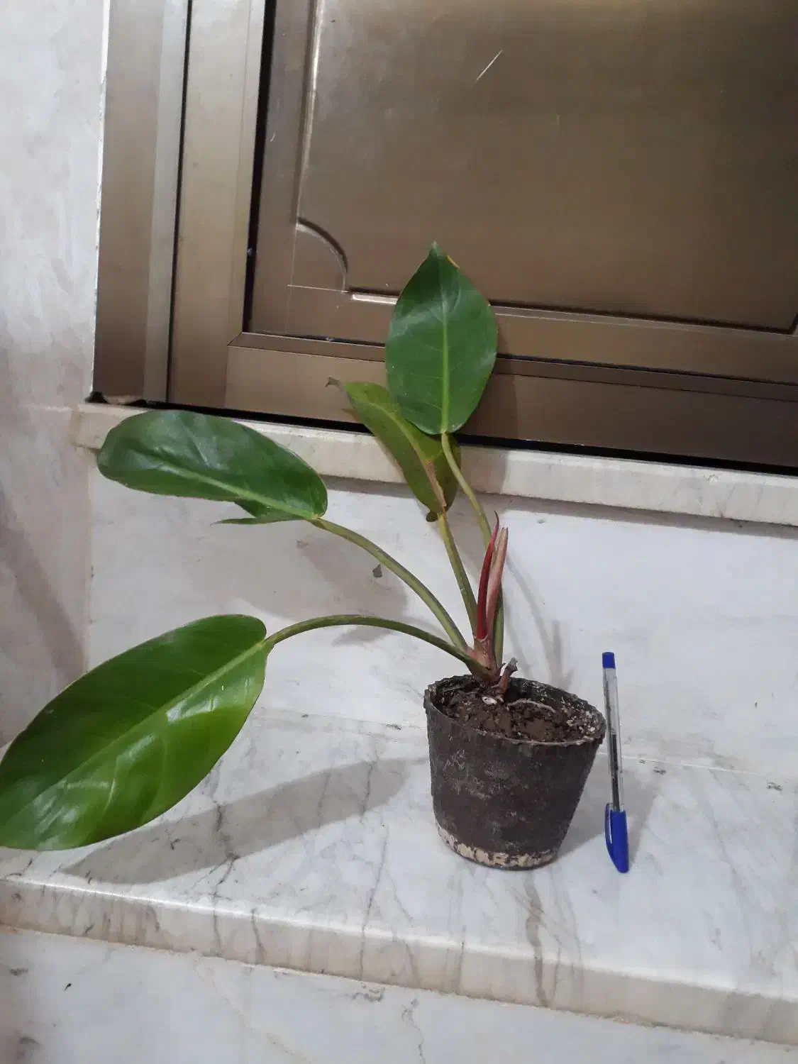 گل های متنوع|گل و گیاه طبیعی|نجفآباد, جعفرآباد|دیوار