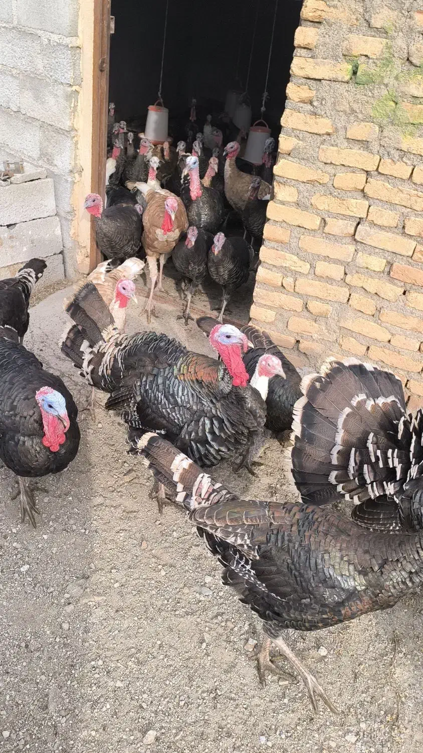 تعدادی بوقلمون طبیعی|حیوانات مزرعه|اهر, |دیوار