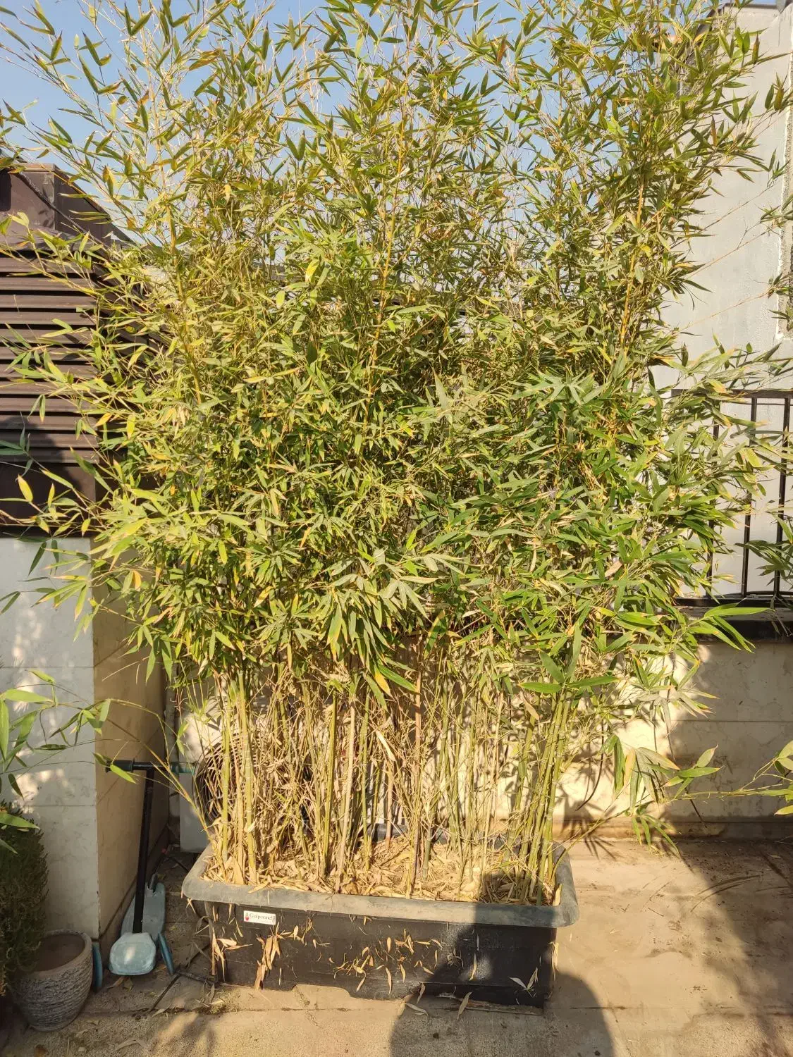 نی خیزران|گل و گیاه طبیعی|تهران, جنت‌آباد جنوبی|دیوار