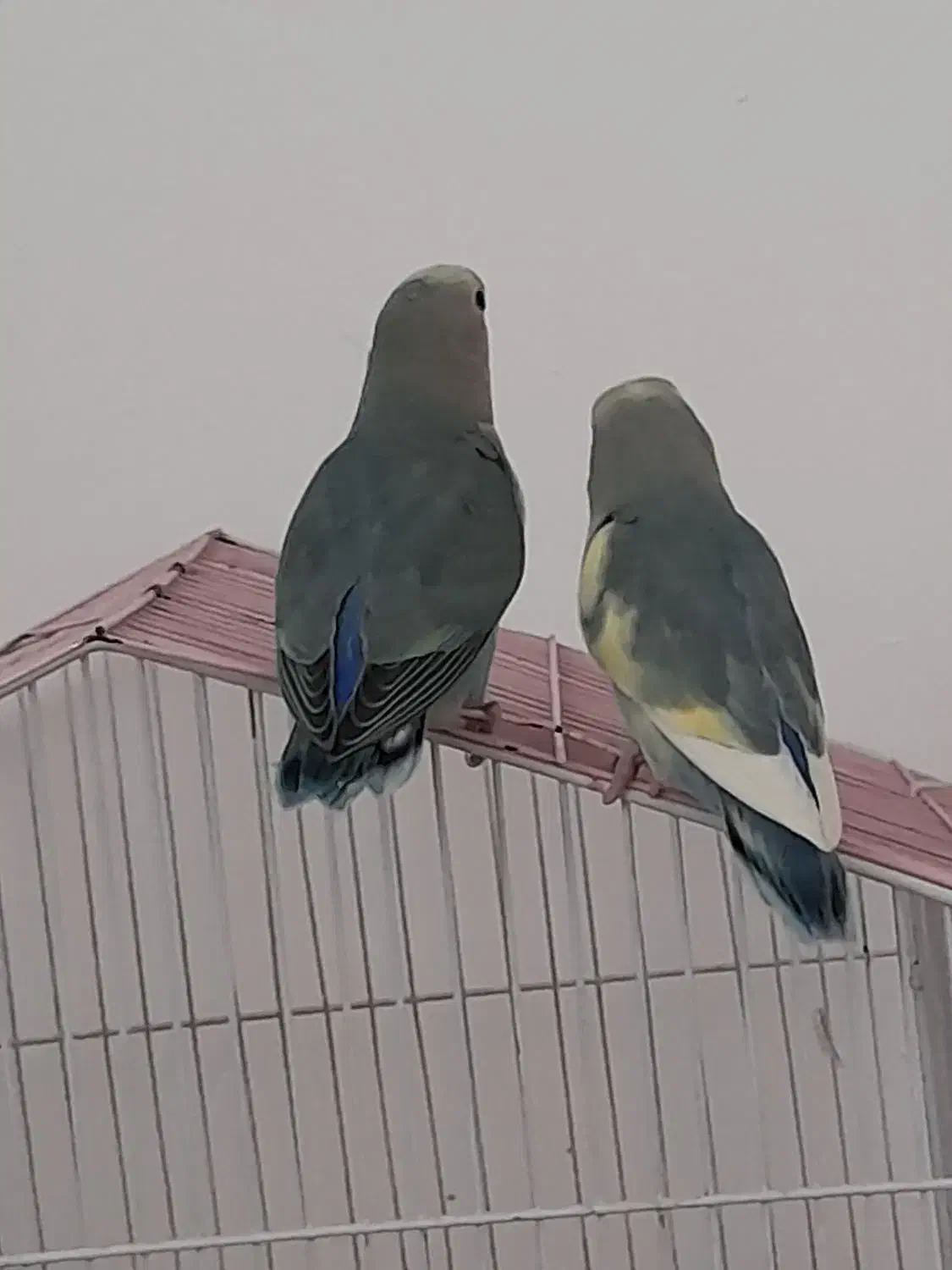 جوجه برزیلی|پرنده|سقز, |دیوار