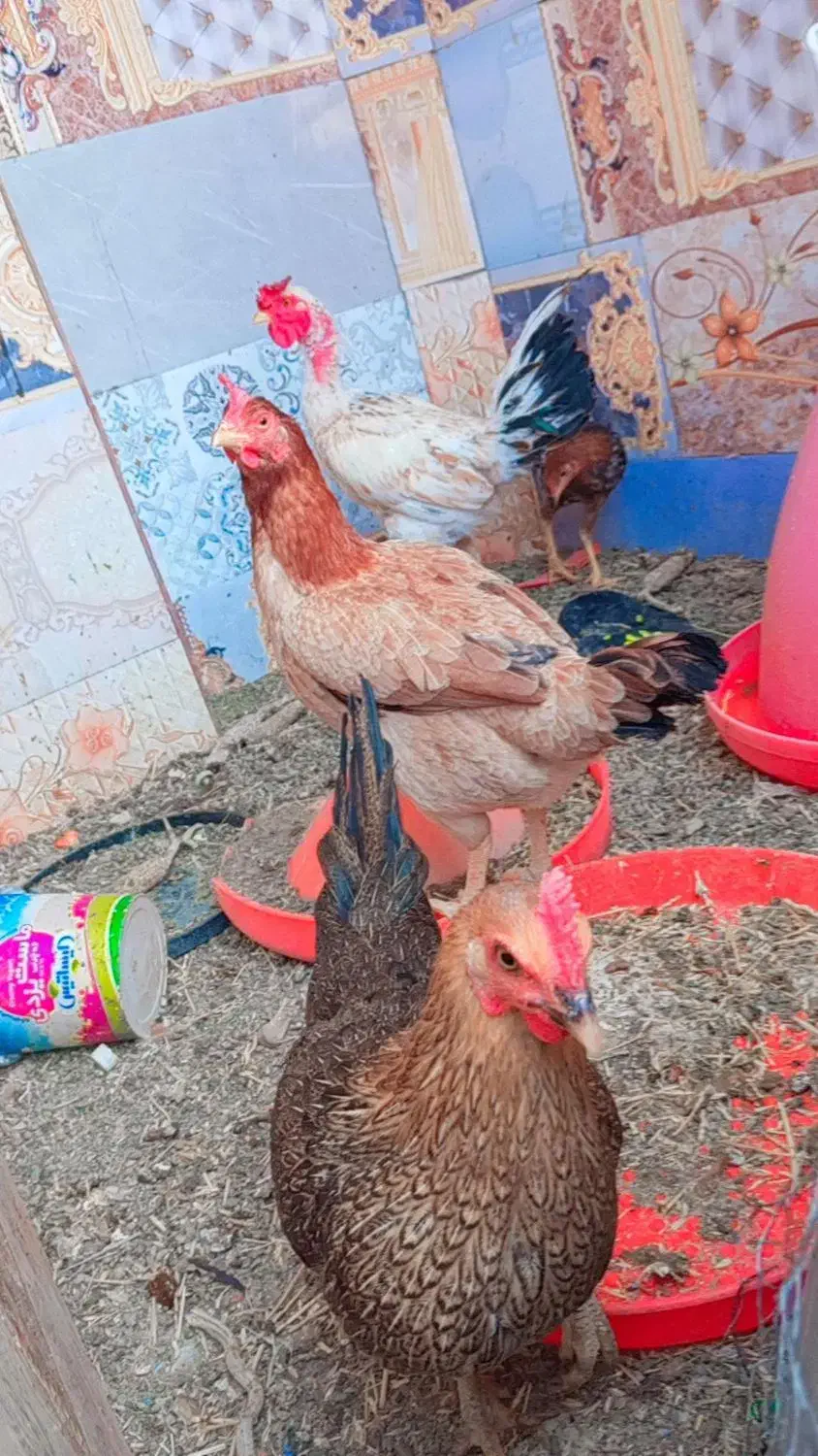 مرغ محلی|حیوانات مزرعه|ایرانشهر, |دیوار