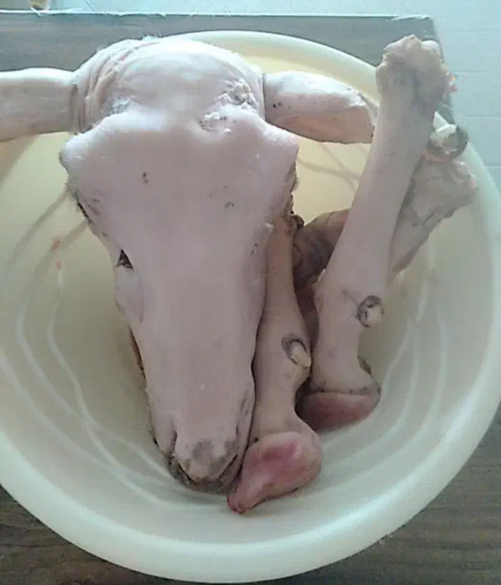 کلهپاچهپاکشدهموجوداست|خوردنی و آشامیدنی|قوچان, |دیوار