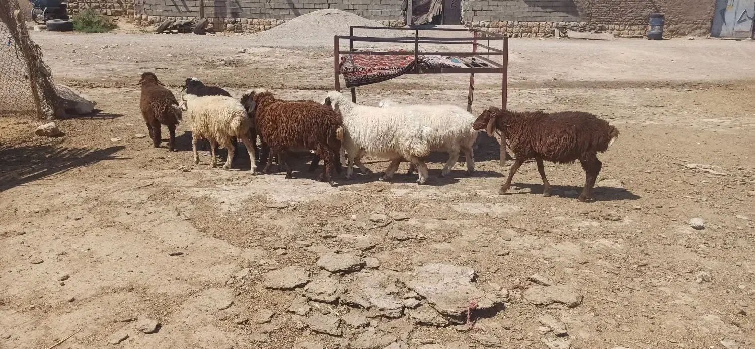 بره|حیوانات مزرعه|کوهدشت, |دیوار