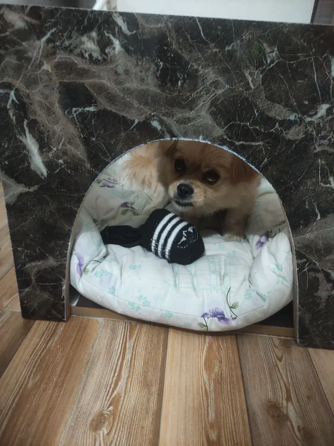 واگذاری سگ|سگ|اراک, |دیوار