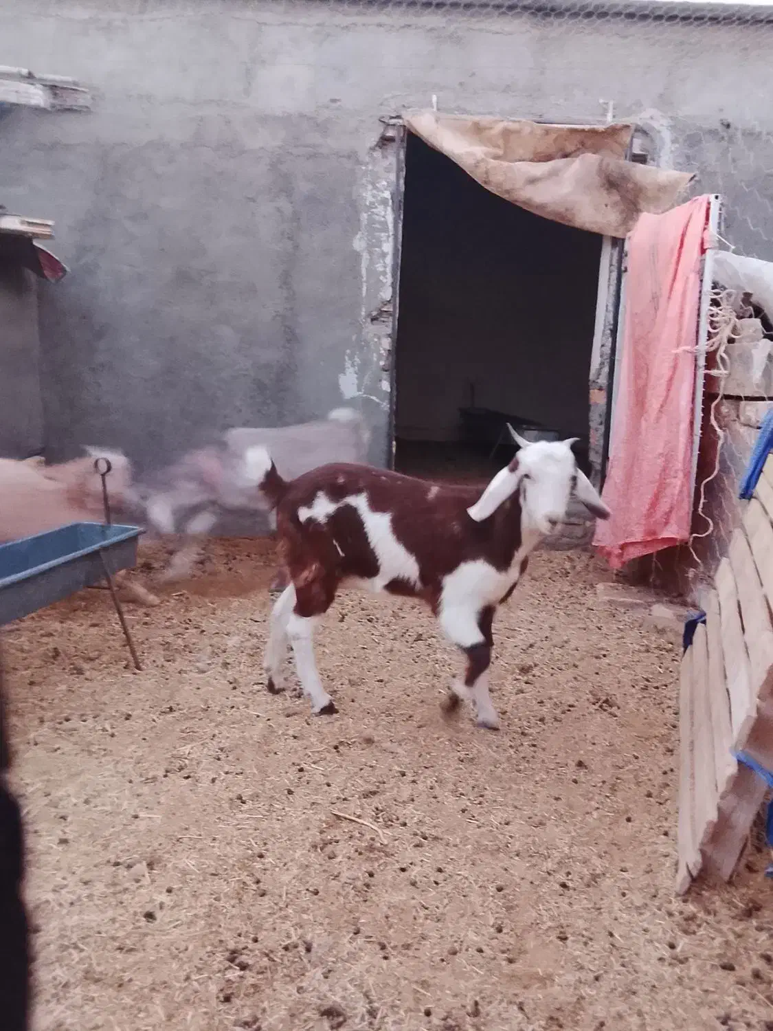 دوعددبز بایک بزاله فروشی|حیوانات مزرعه|فردوس (خراسان), |دیوار