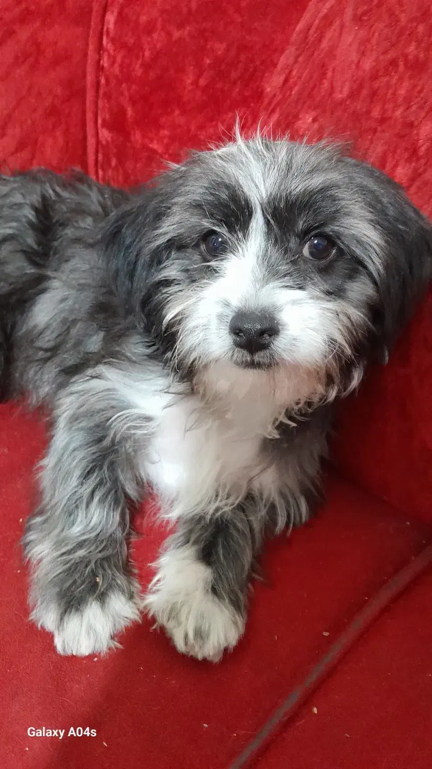 توله سگ شیتزو تریر ماده|سگ|کرمان, |دیوار