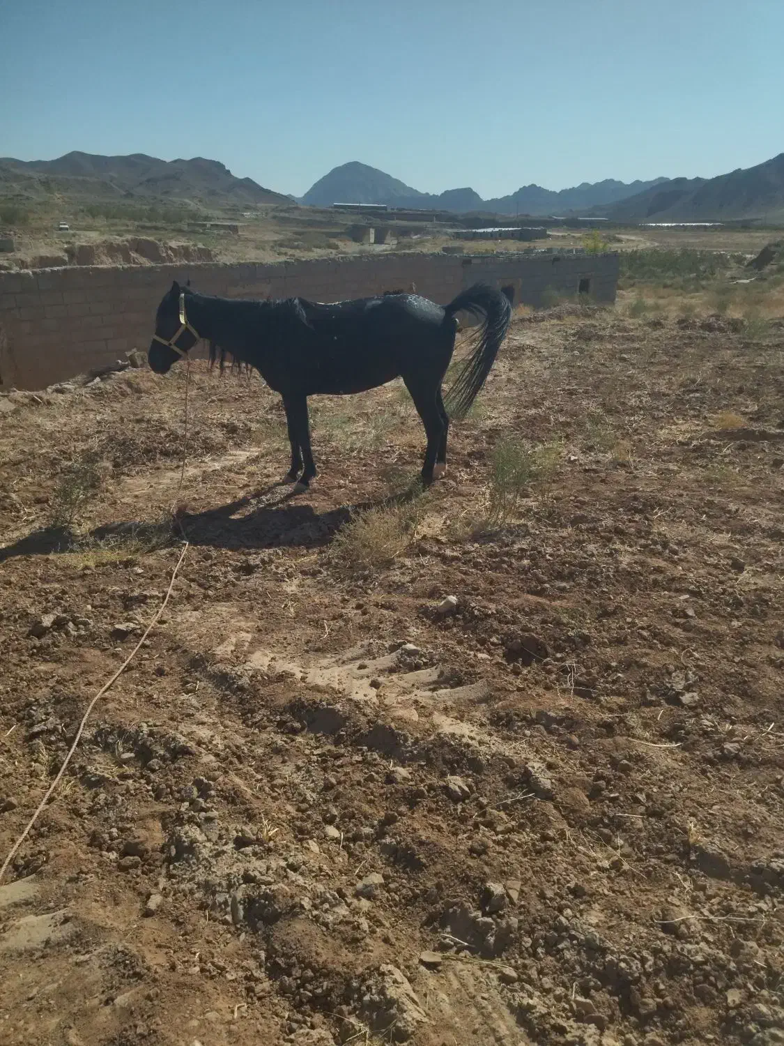 اسب مادیان 3به4فروش|اسب و تجهیزات اسب‌سواری|تربت جام, جلگه موسی آباد|دیوار