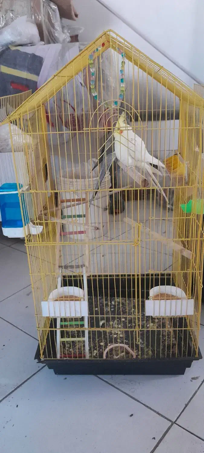 هلندی|پرنده|تهران, امام حسین|دیوار