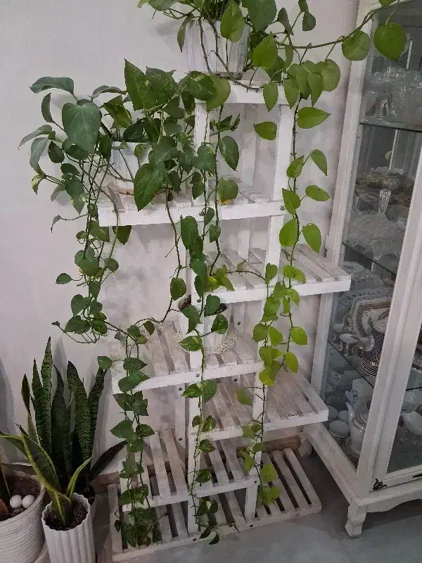 استند گل به رنگ سفید|کتابخانه، شلف، قفسه‌های دیواری|رشت, بوسار|دیوار