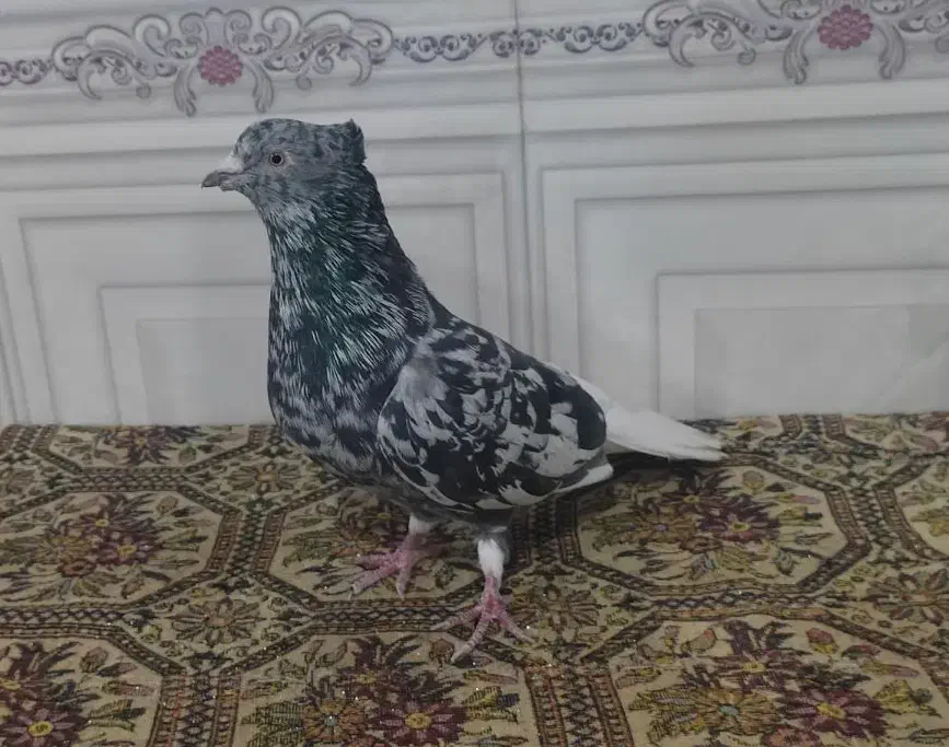 کوهی دم سفید شیبان|پرنده|باوی, |دیوار