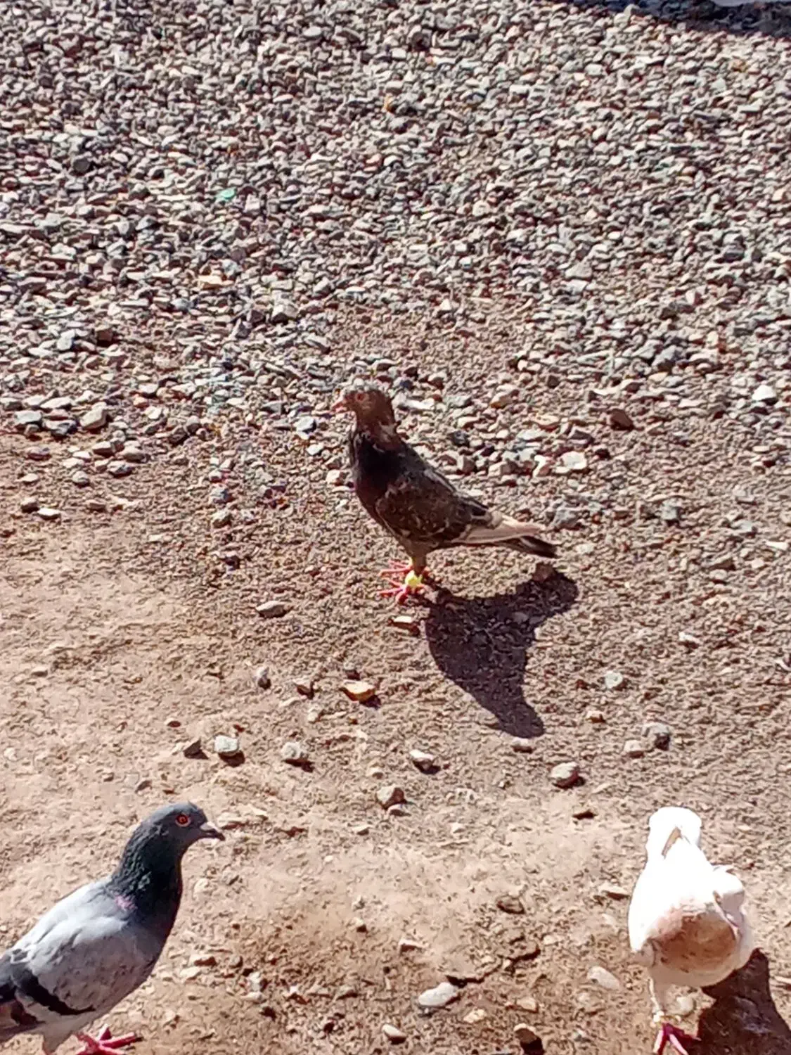 کبوتر|پرنده|بشاریات, |دیوار