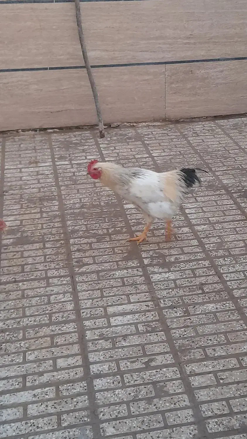 مرغ و خروس|حیوانات مزرعه|نجفآباد, یزدانشهر|دیوار