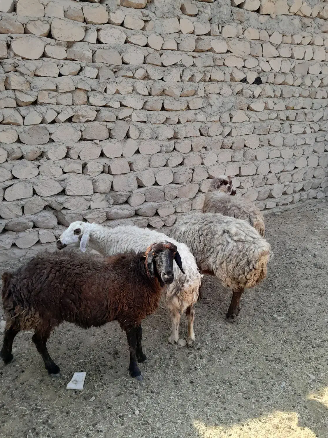 میش گوده|حیوانات مزرعه|بندرعباس, |دیوار