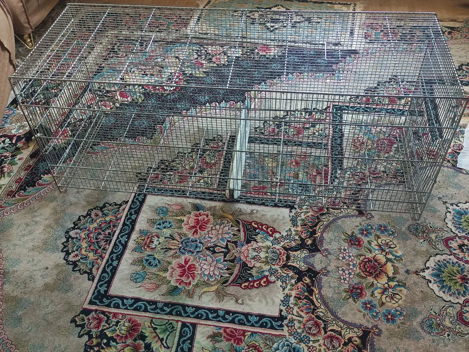 عروس هلندی قیمت خوب|پرنده|شهرضا, |دیوار