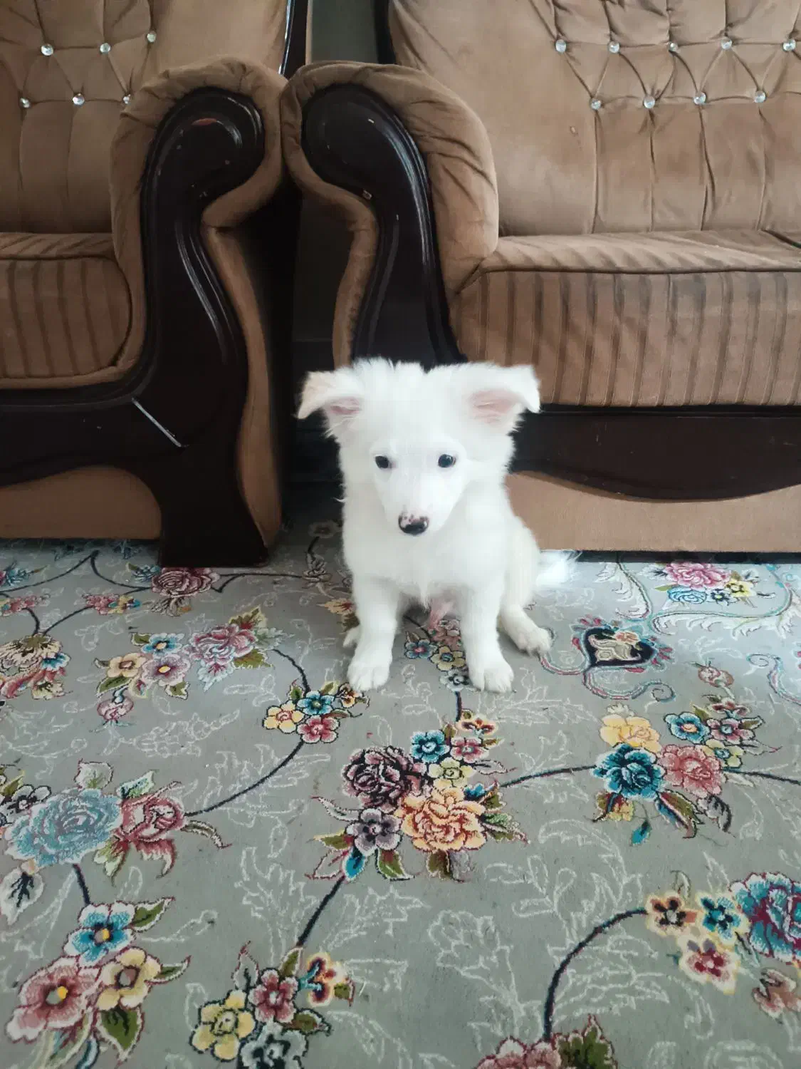 حیوان|سگ|بندرعباس, |دیوار