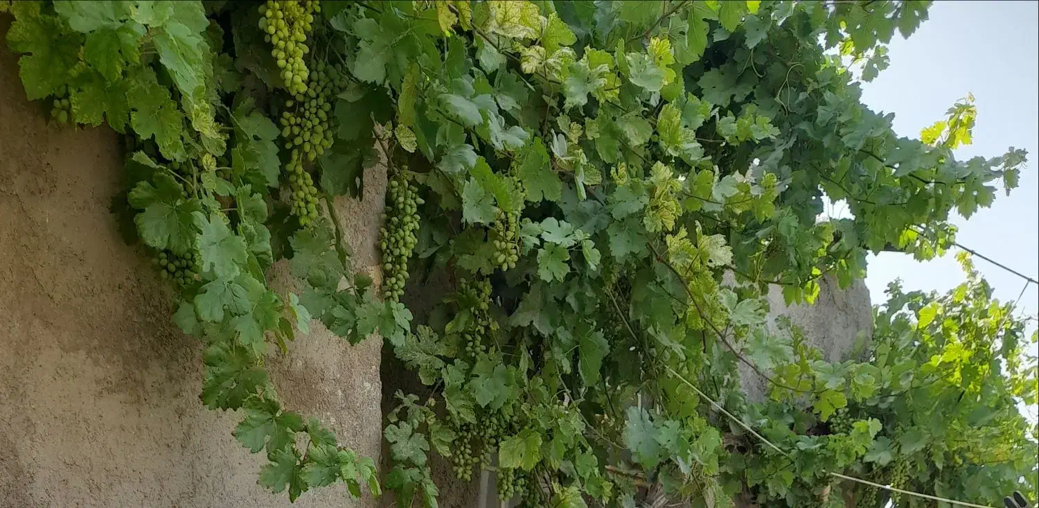 زمین ، باغچه|فروش زمین و ملک کلنگی|خرقان, |دیوار