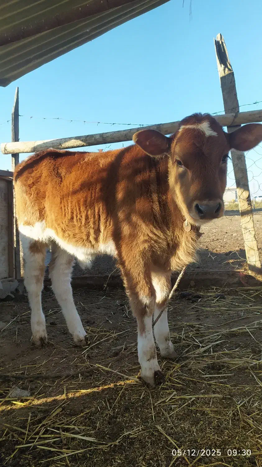 گوساله قرمز نر|حیوانات مزرعه|گمیشان, |دیوار