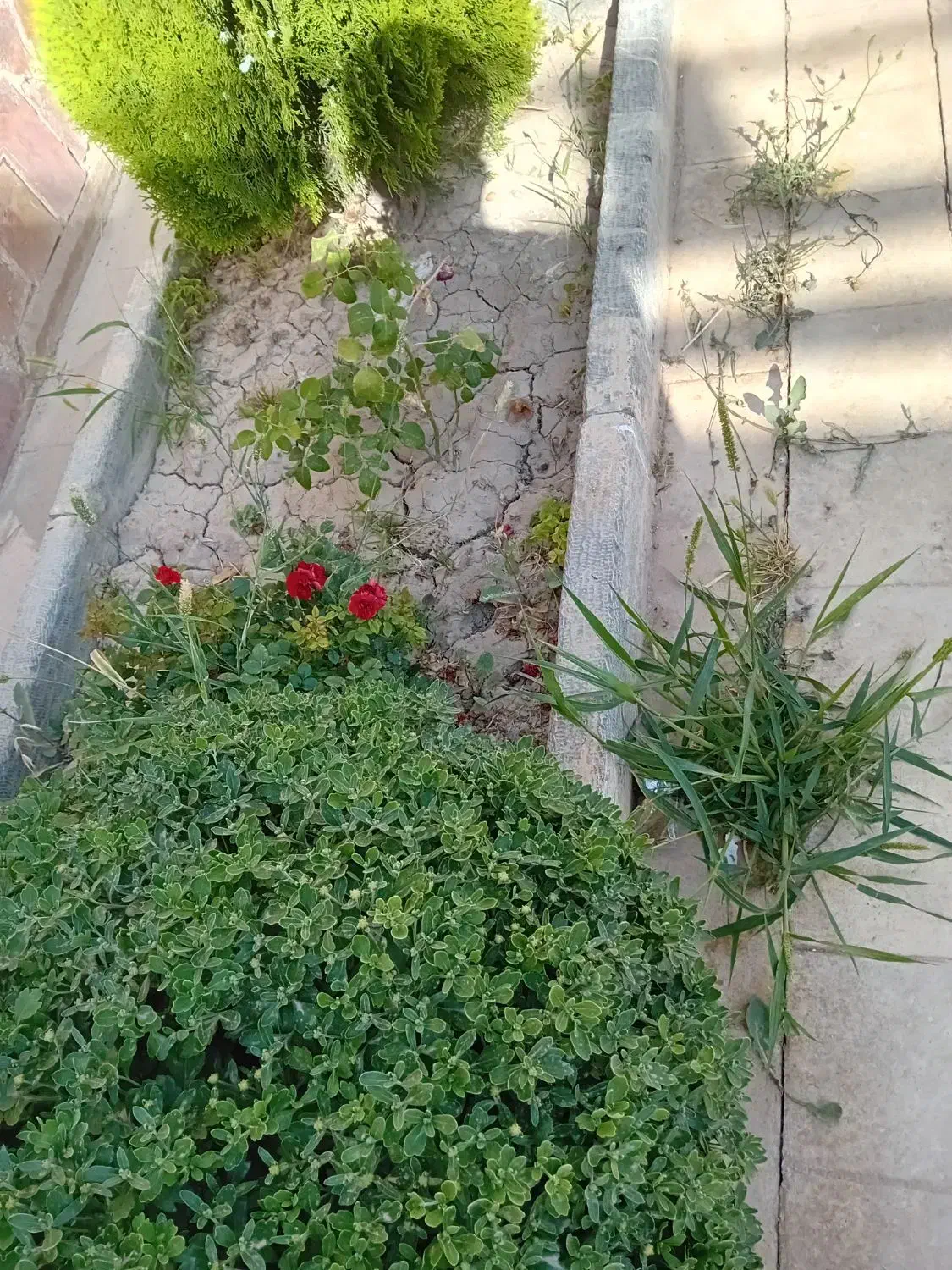 پاشکردن علف باغها و همچنین باغچه حیاط خونه|خدمات باغبانی و درختکاری|اصفهان, بهارستان|دیوار