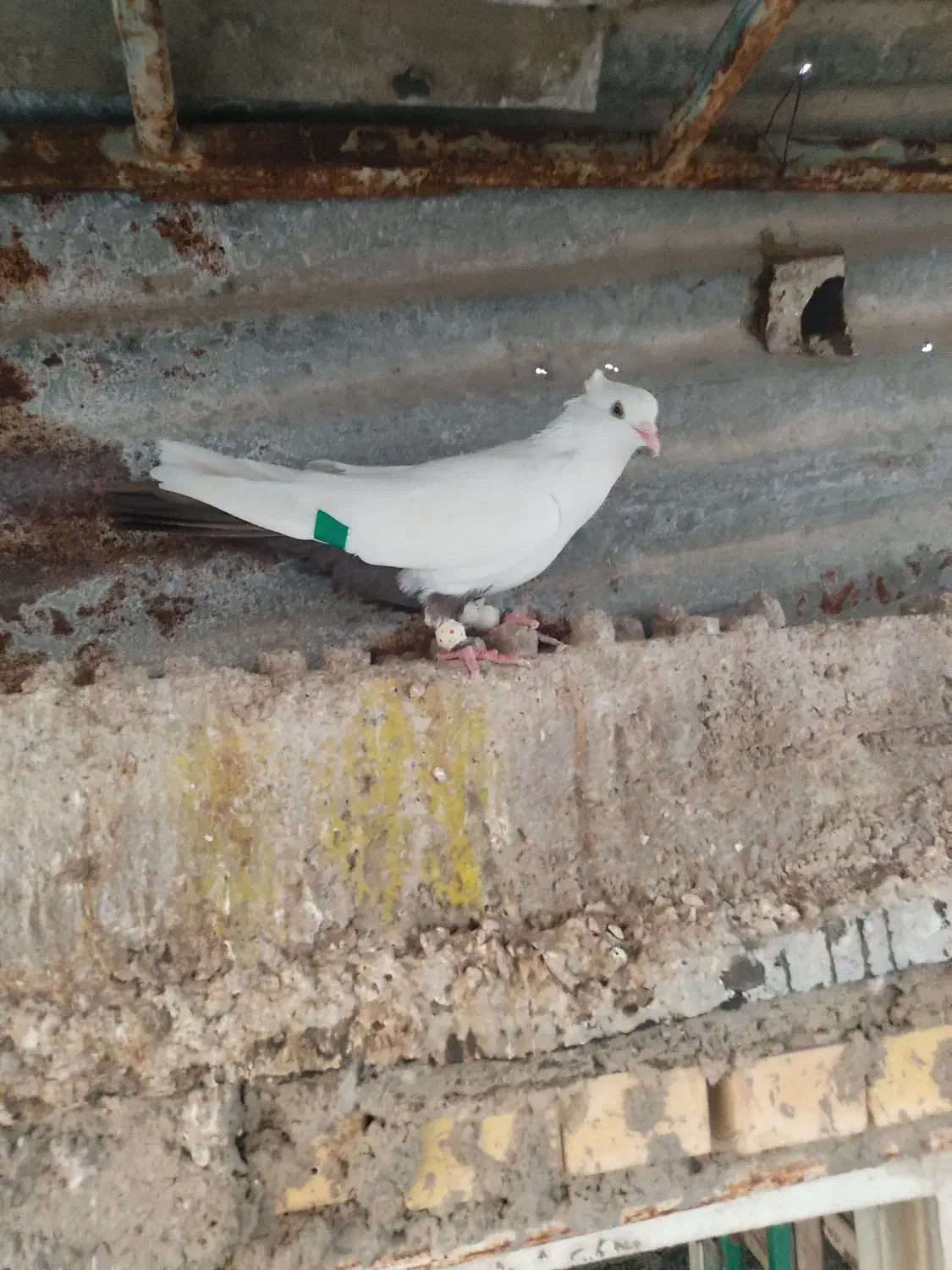 دم قهوی|پرنده|خرمشهر, |دیوار