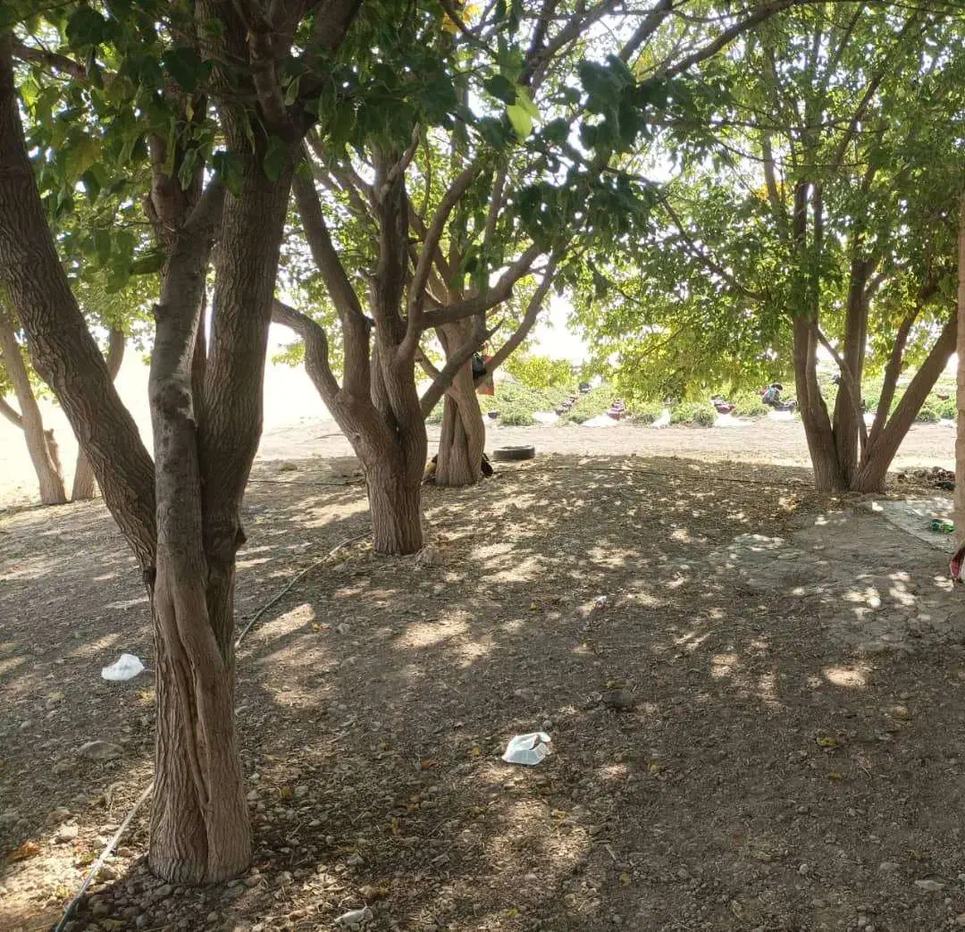 زمین دو و نیم هکتار|فروش دفتر صنعتی، کشاورزی، تجاری|شیراز, داریون|دیوار