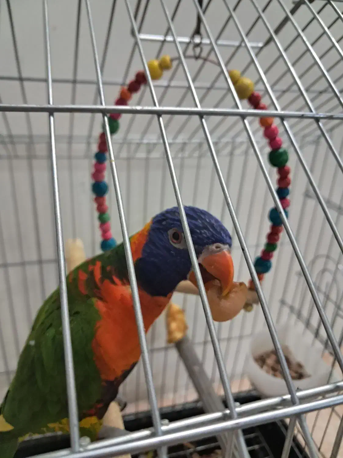 طوطی لری رنگین کمانی|پرنده|ری, اقدسیه|دیوار