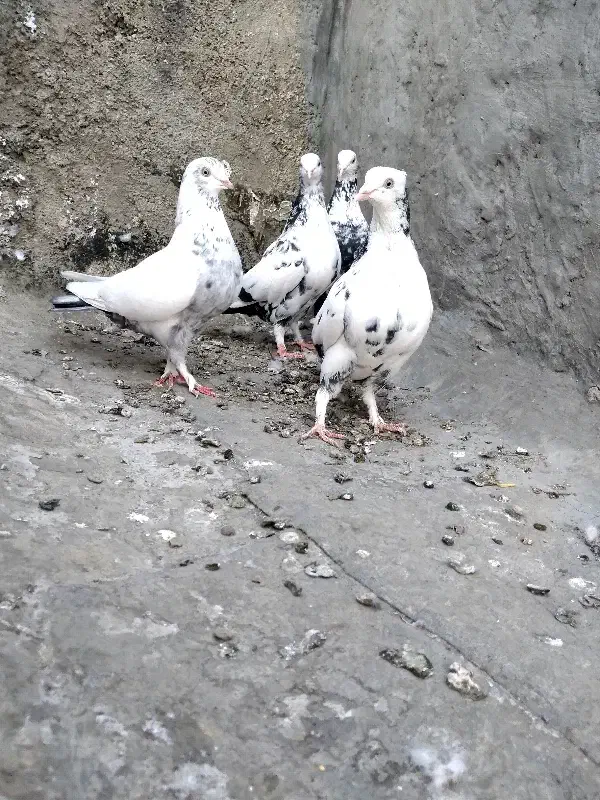 کبوتر. دمبی|پرنده|شیراز, تاچارا|دیوار