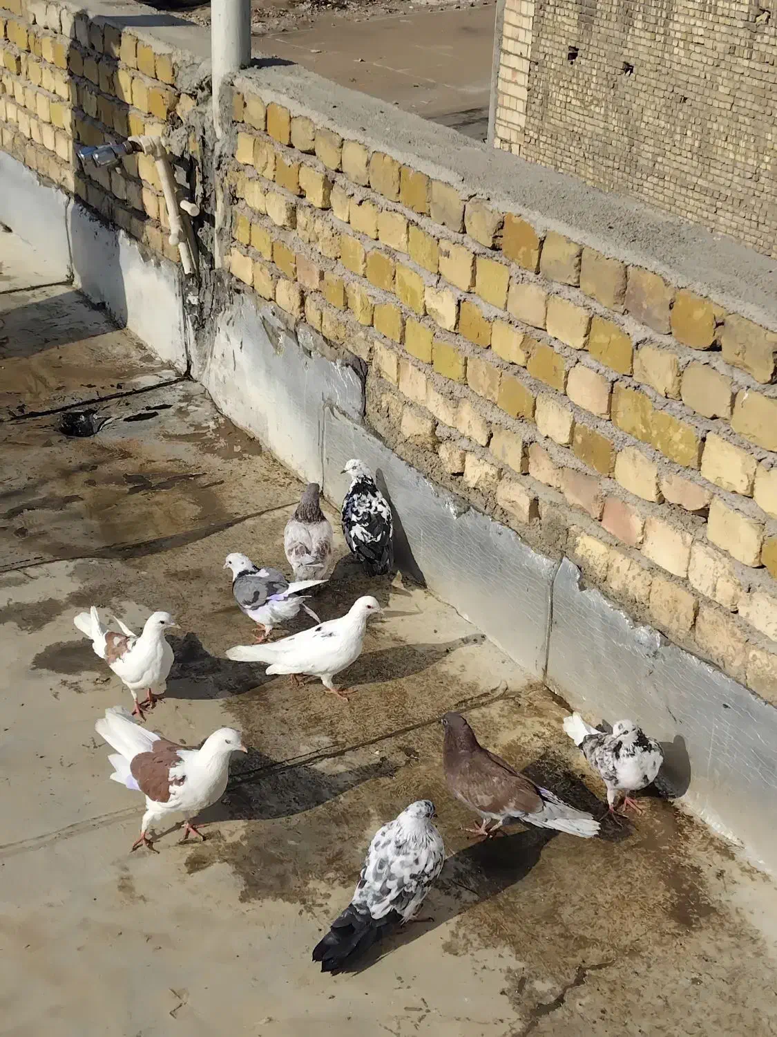 کبوتر|پرنده|کاشان, خرمدشت|دیوار