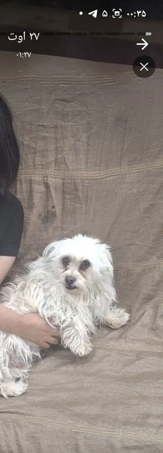 گم شدن سگ|حیوانات|بم, |دیوار